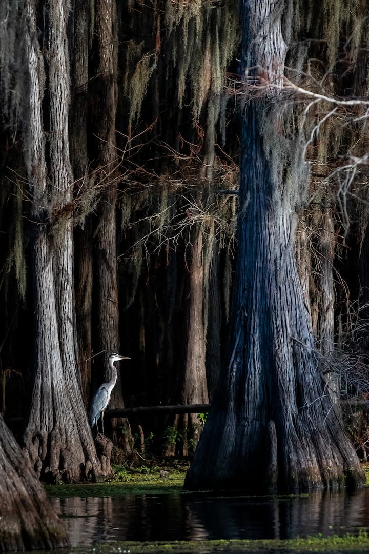 Spiritual kayaking on magical Caddo Lake