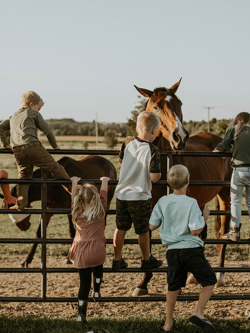 Highland Cow Experience