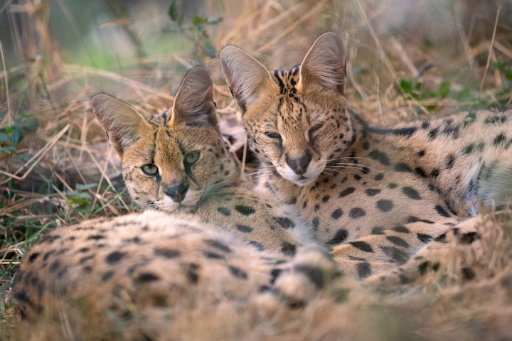 Explore a True Wildcat Sanctuary · ☆4.99