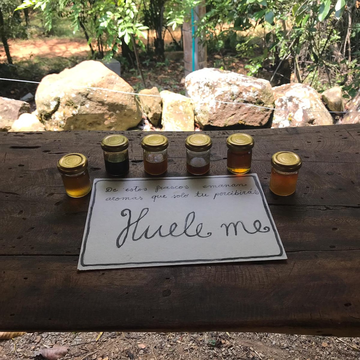 Explore the forest and discover native bees