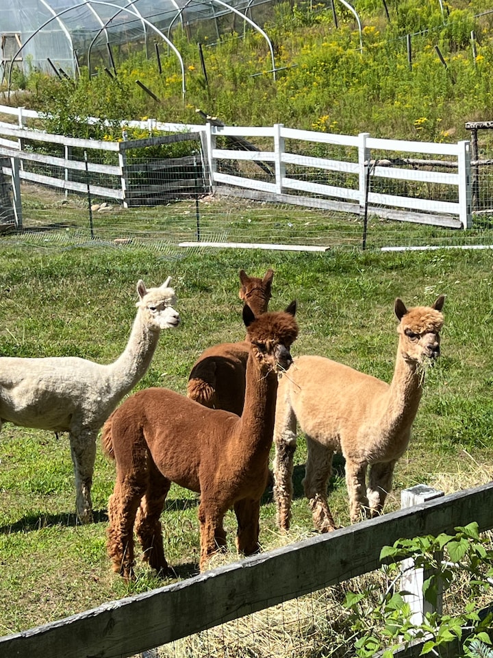 alpaca様 Alpaca Walk Experience - Unique Vermont Adventure · ☆4.96