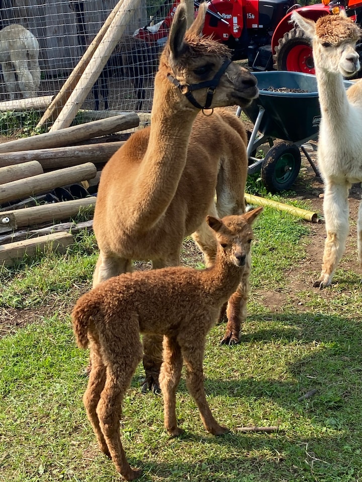 Alpaca Walk Experience - Unique Vermont Adventure · ☆4.96