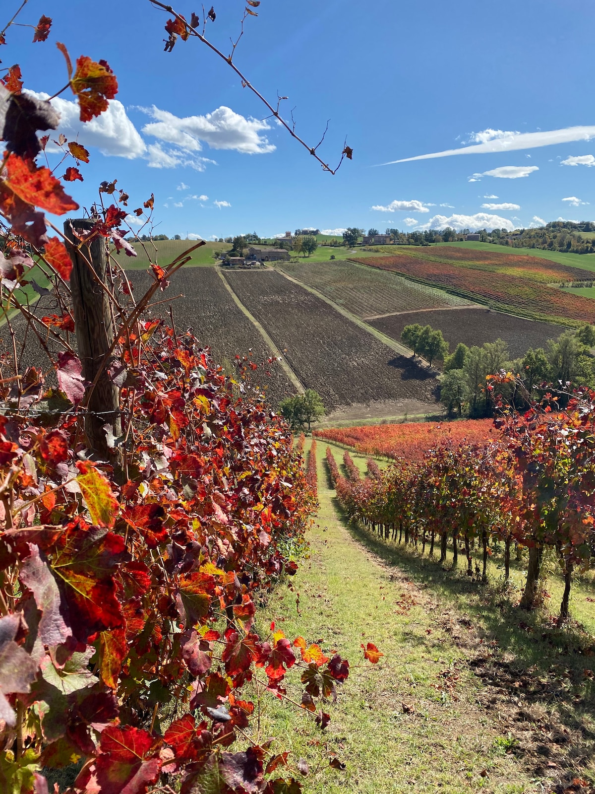 Balsamic Vinegar Cellar Guided tour and tasting