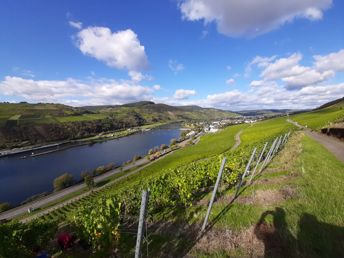 Wine tasting with cellar Tour