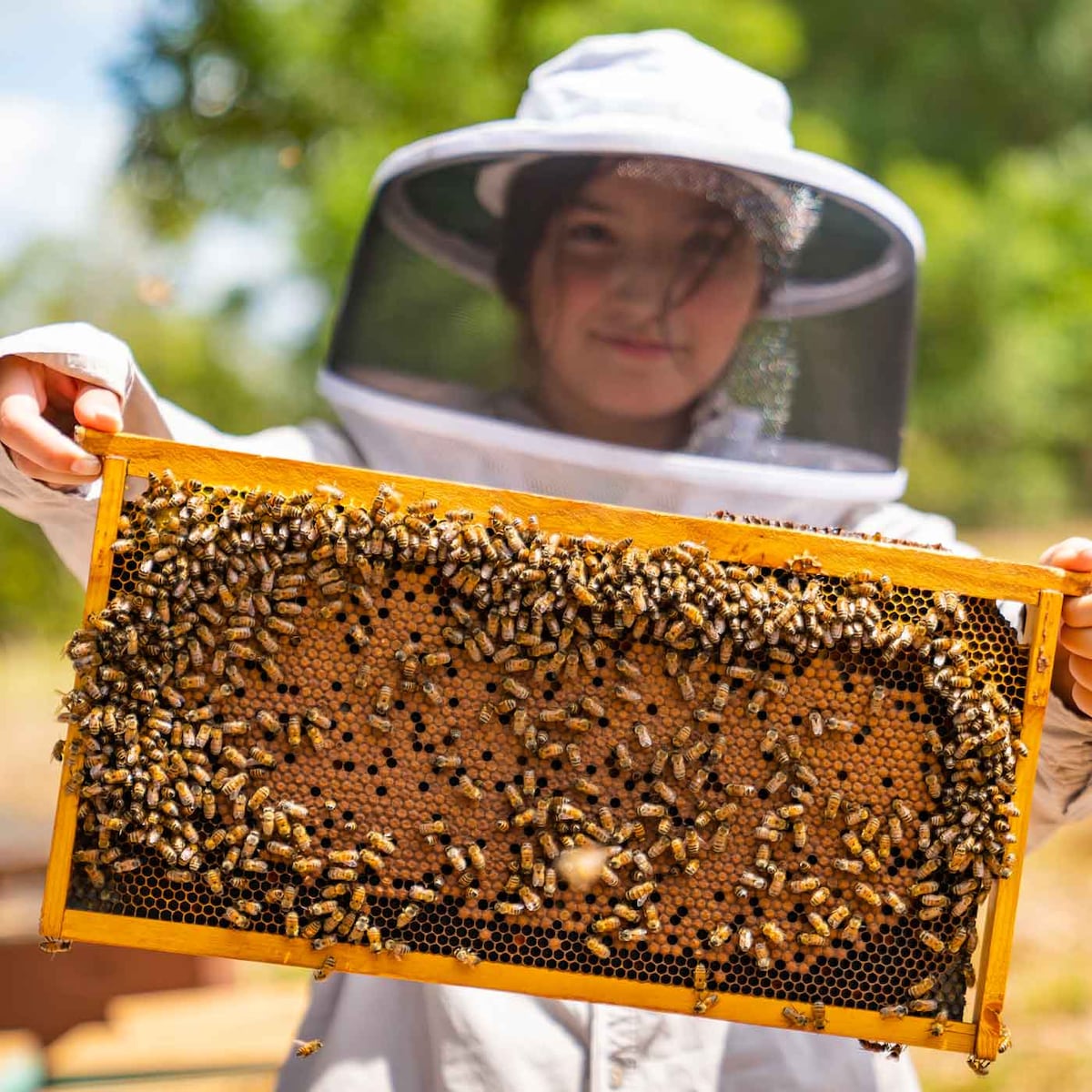 Hands-On Bee Farm Tour & Honey Tasting, Sarasota