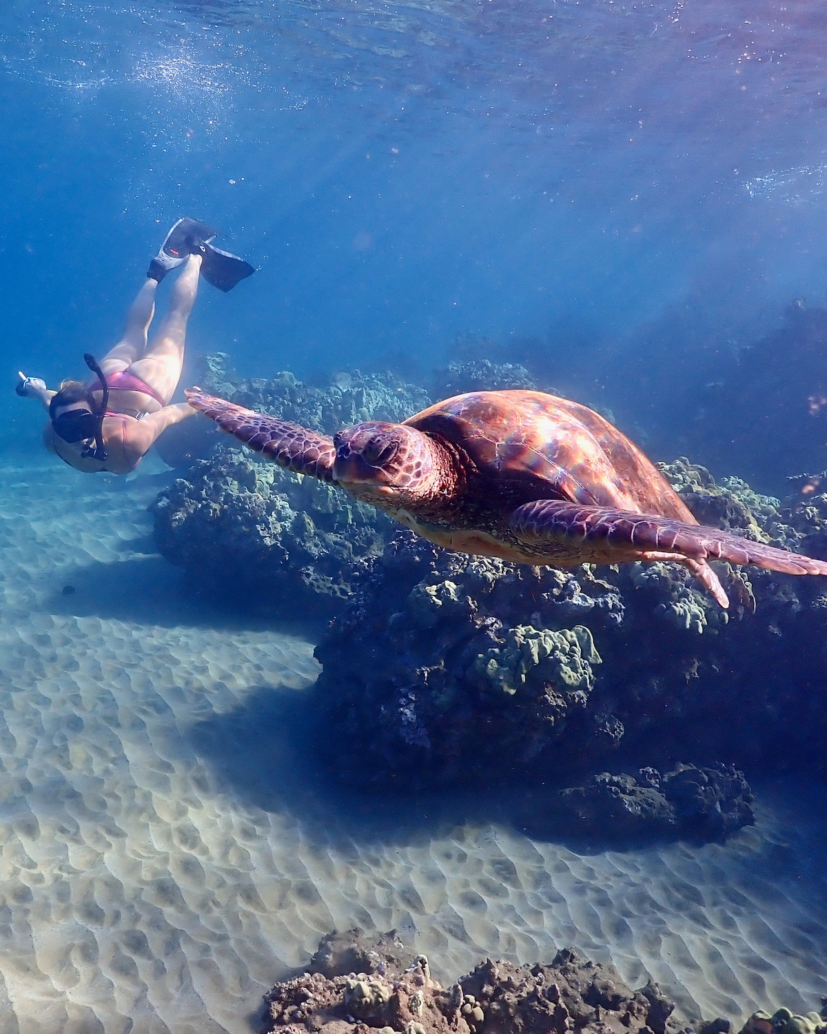 Turtle Town Snorkel with Underwater Photos