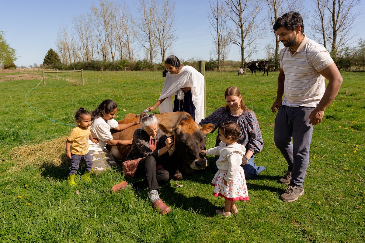 Cow Cuddles - Moo Moo -Bovine Therapy