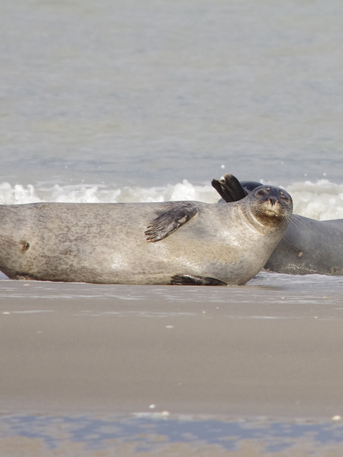 The seals of the Baie de Somme