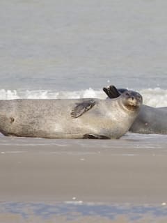La marea de focas de la bahía de Somme