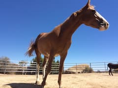 Pioneertown, disfruta, alimenta a los 
animales en la granja