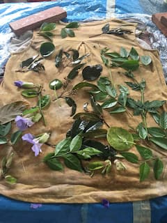 参与植物印花艺术
