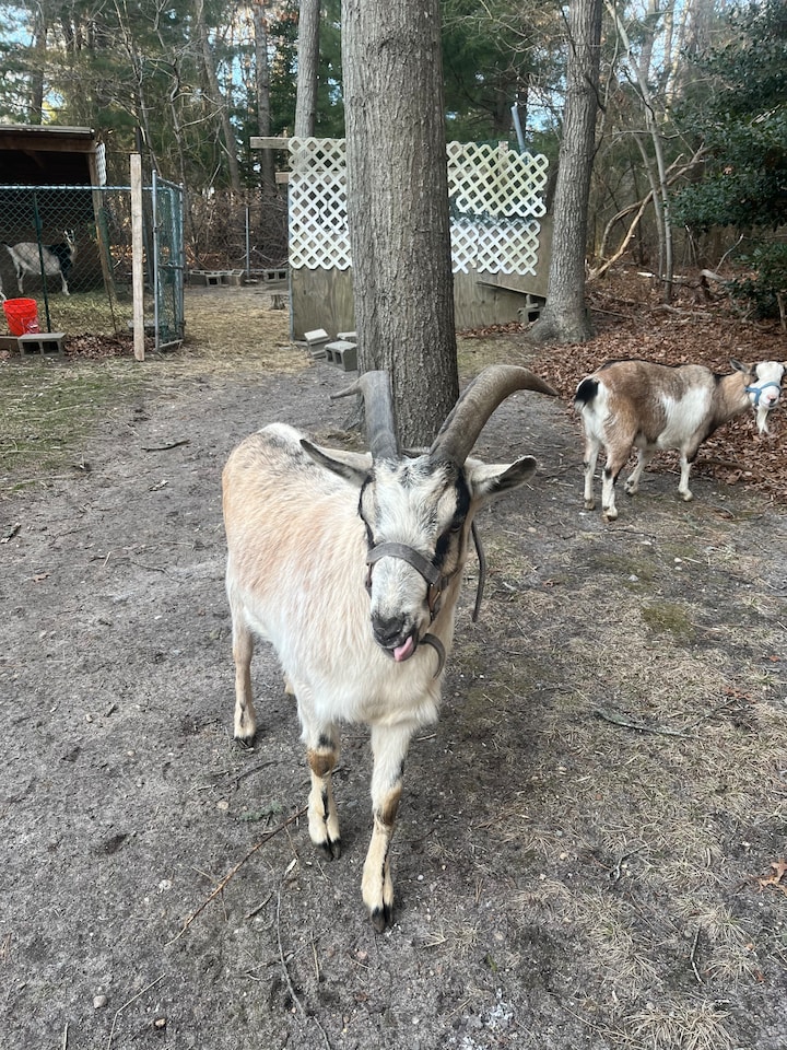 The Goat Experience · ☆4.84