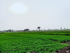 Mısır kırsalının tadını çıkarın