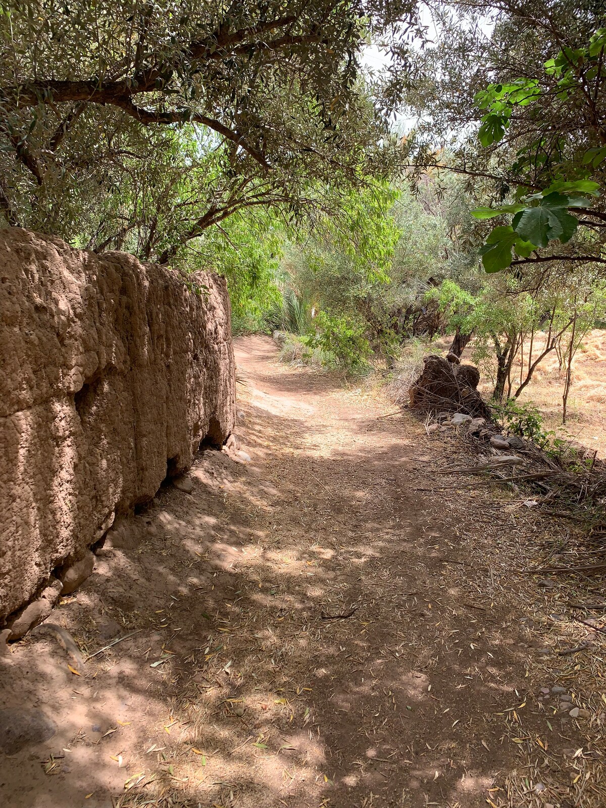Discover the Skoura palm grove by bike
