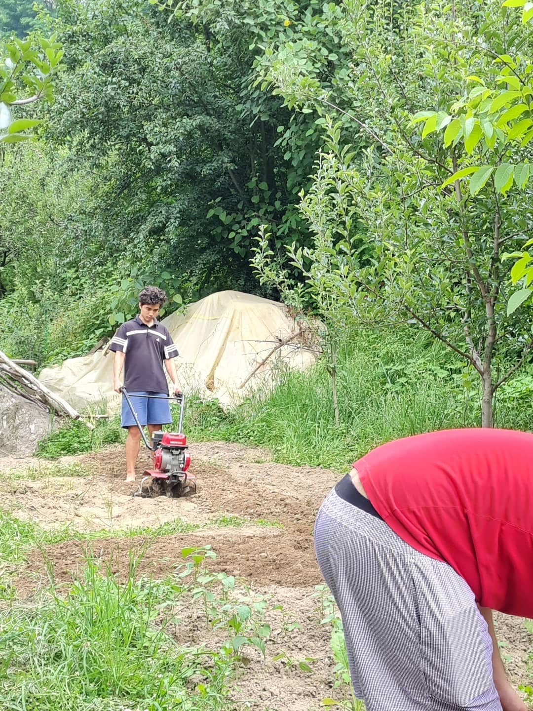 Baue Gemüse und Obst in einem kleinen Obstgarten an