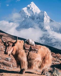 Explora la región del Himalaya