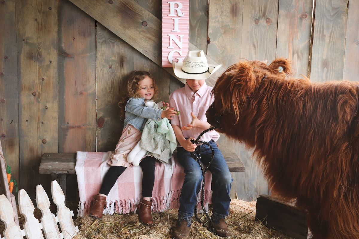 Scottish Highland Cow Photography Experience