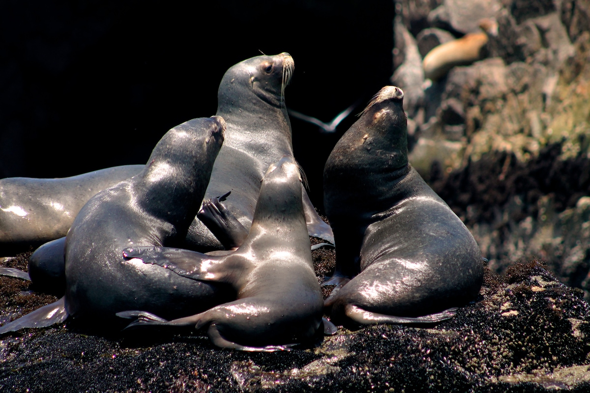 Swim with sea lions in El Callao