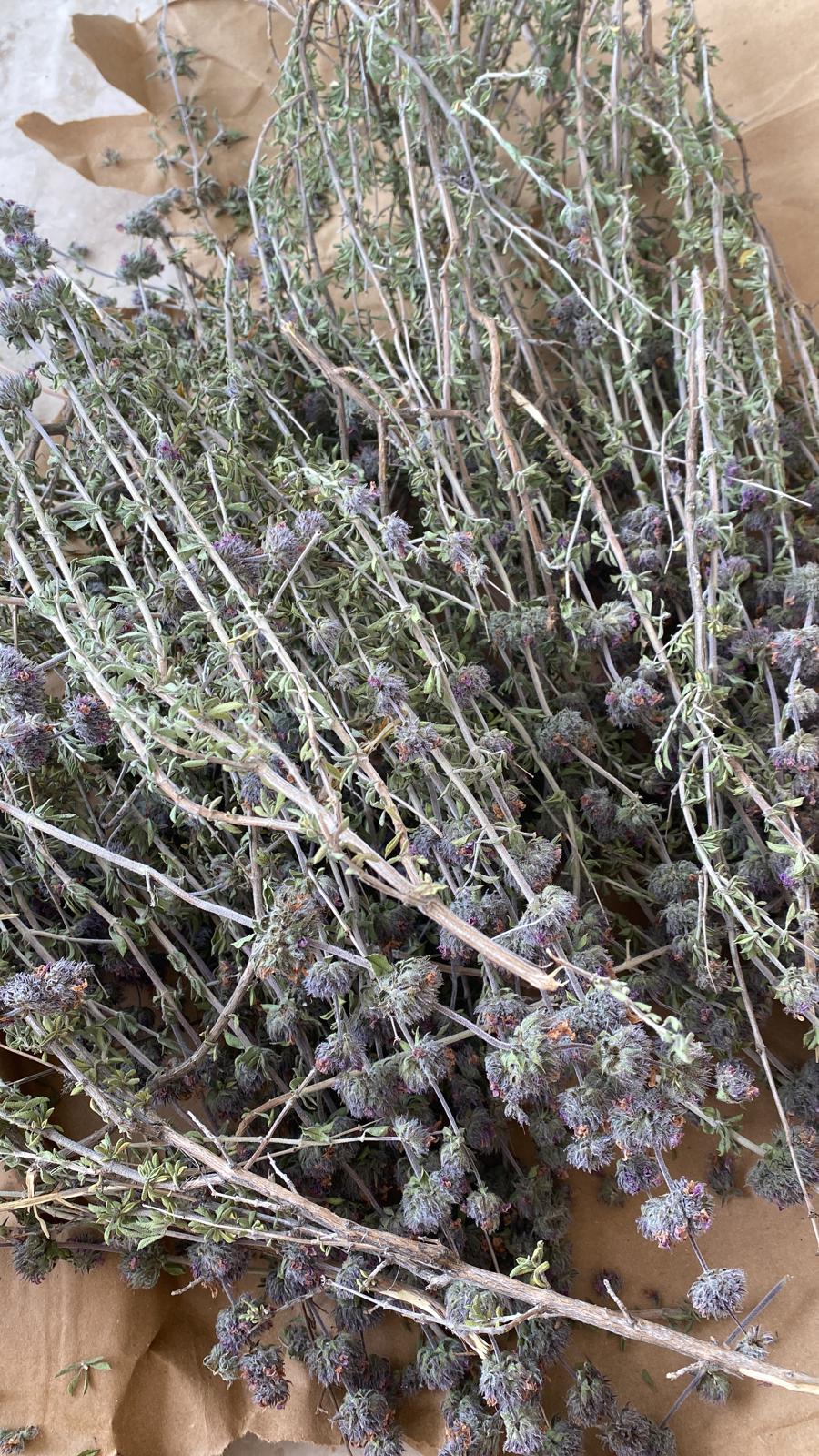 Navigate scenic Adrasan hills