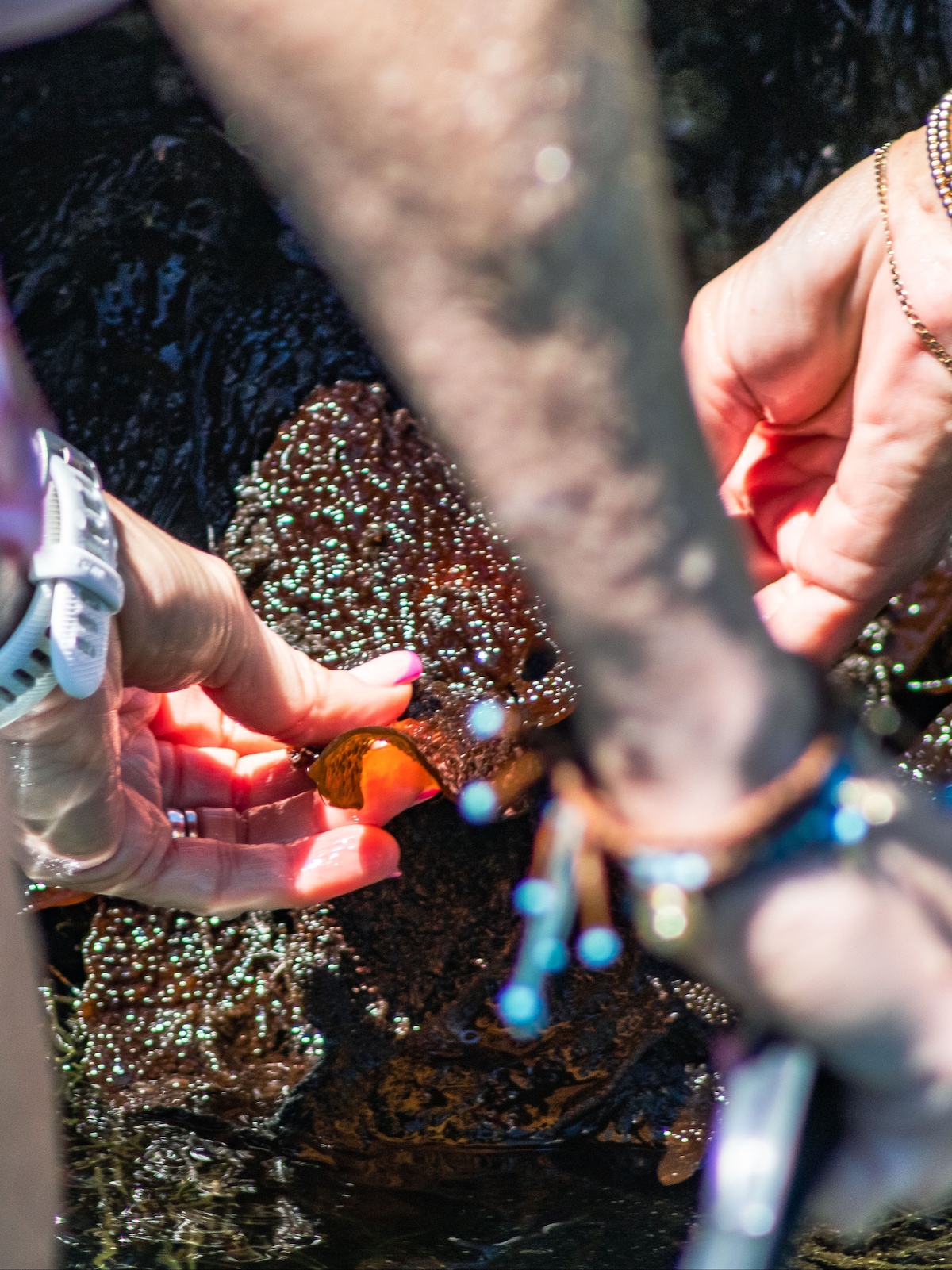Seaweed/fynbos and mollusc foraging experience