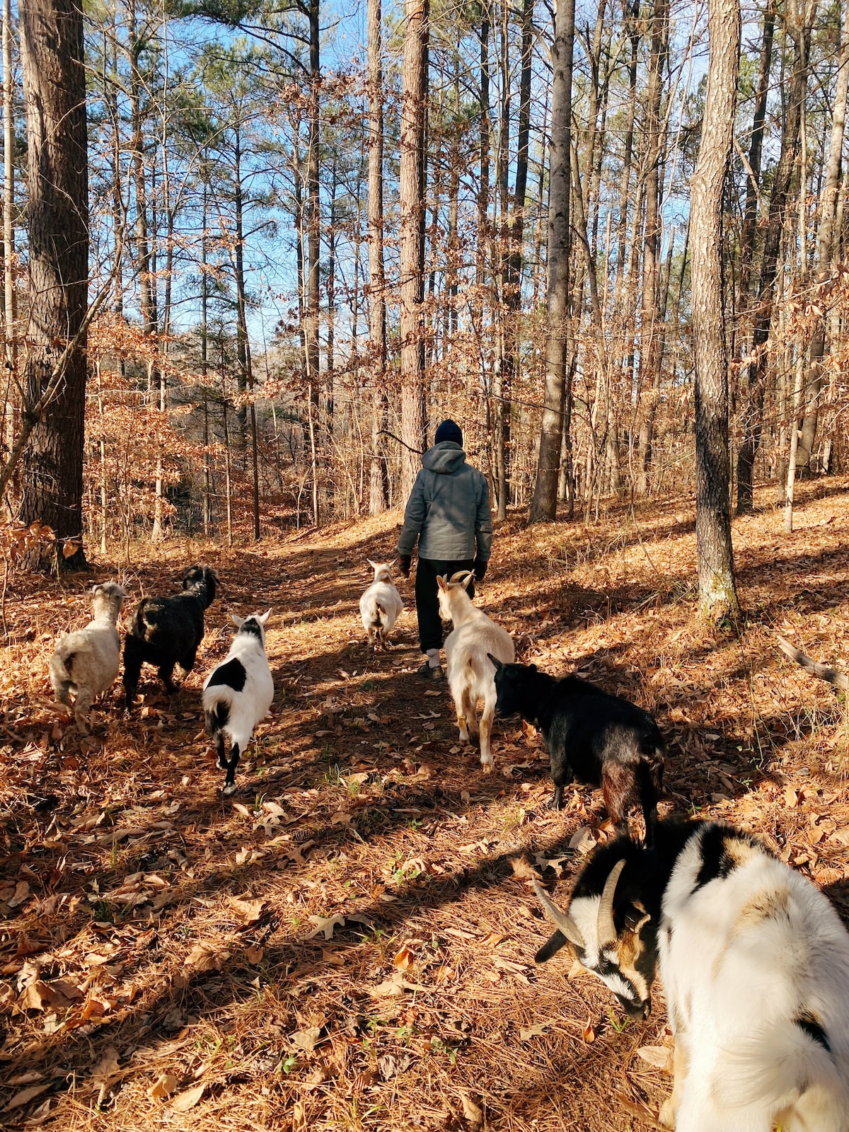 Enjoy a magical walk with goats