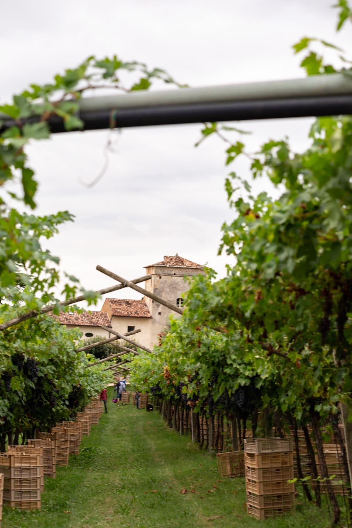 Discover Palazzo Montanari: quality wine and oil