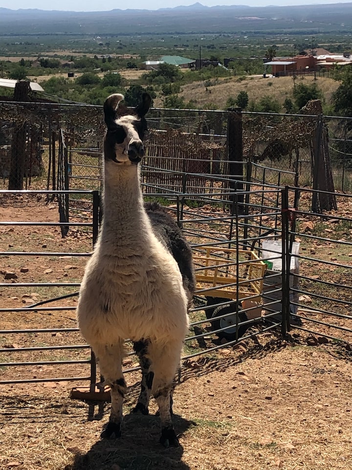 Explore a backyard alpaca ranch · ☆4.93