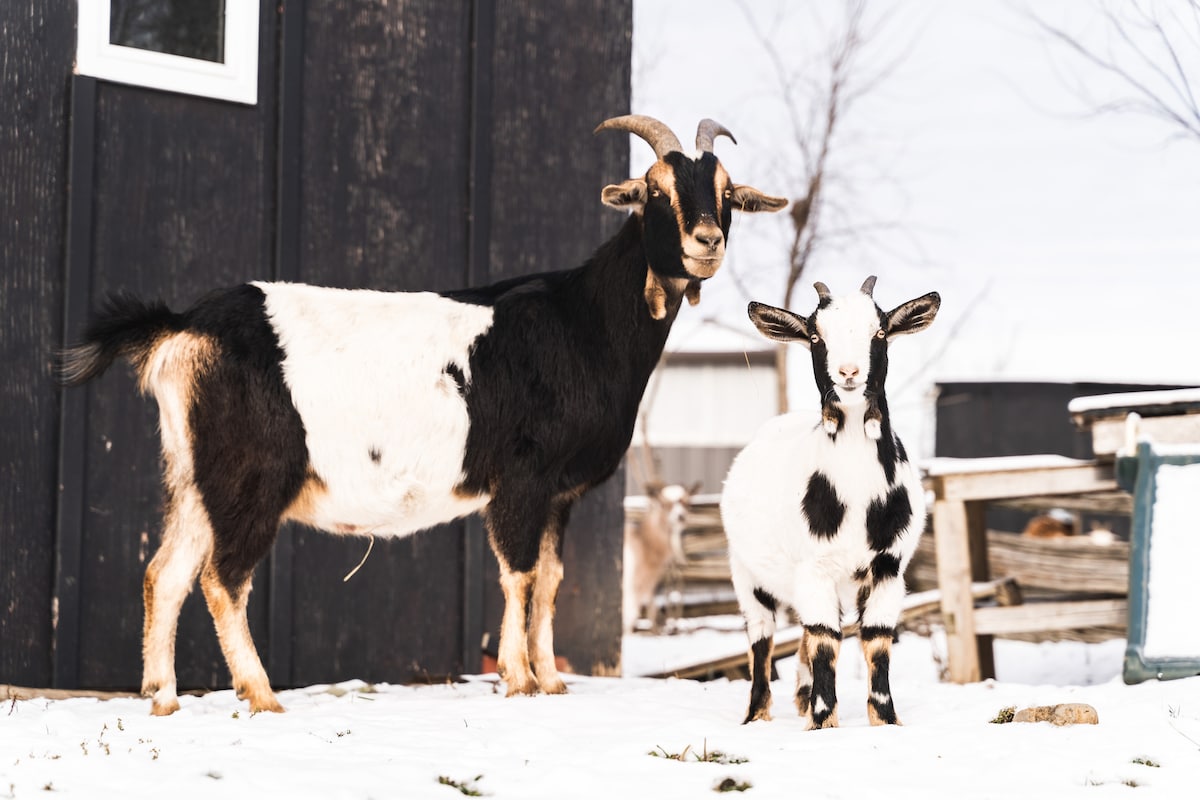 Visit Barking Goat Farm