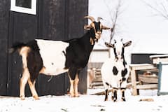 Visit Barking Goat Farm