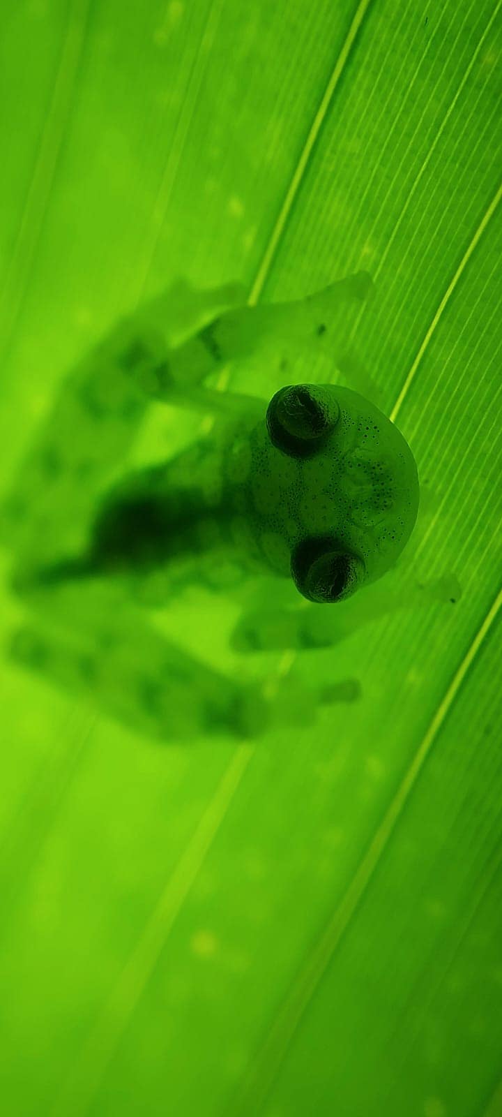 Explore and photograph the jungle at night