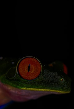 Explora y fotografía la selva de noche