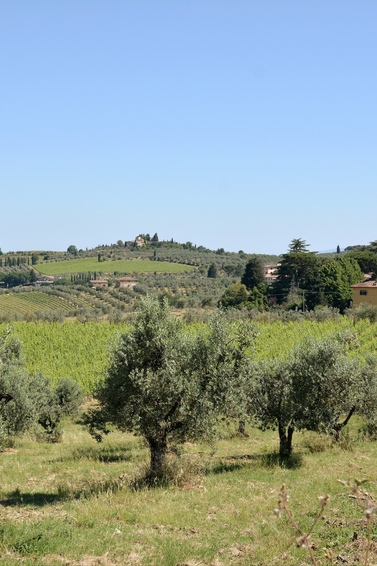 A Real Tuscan Wine Experience