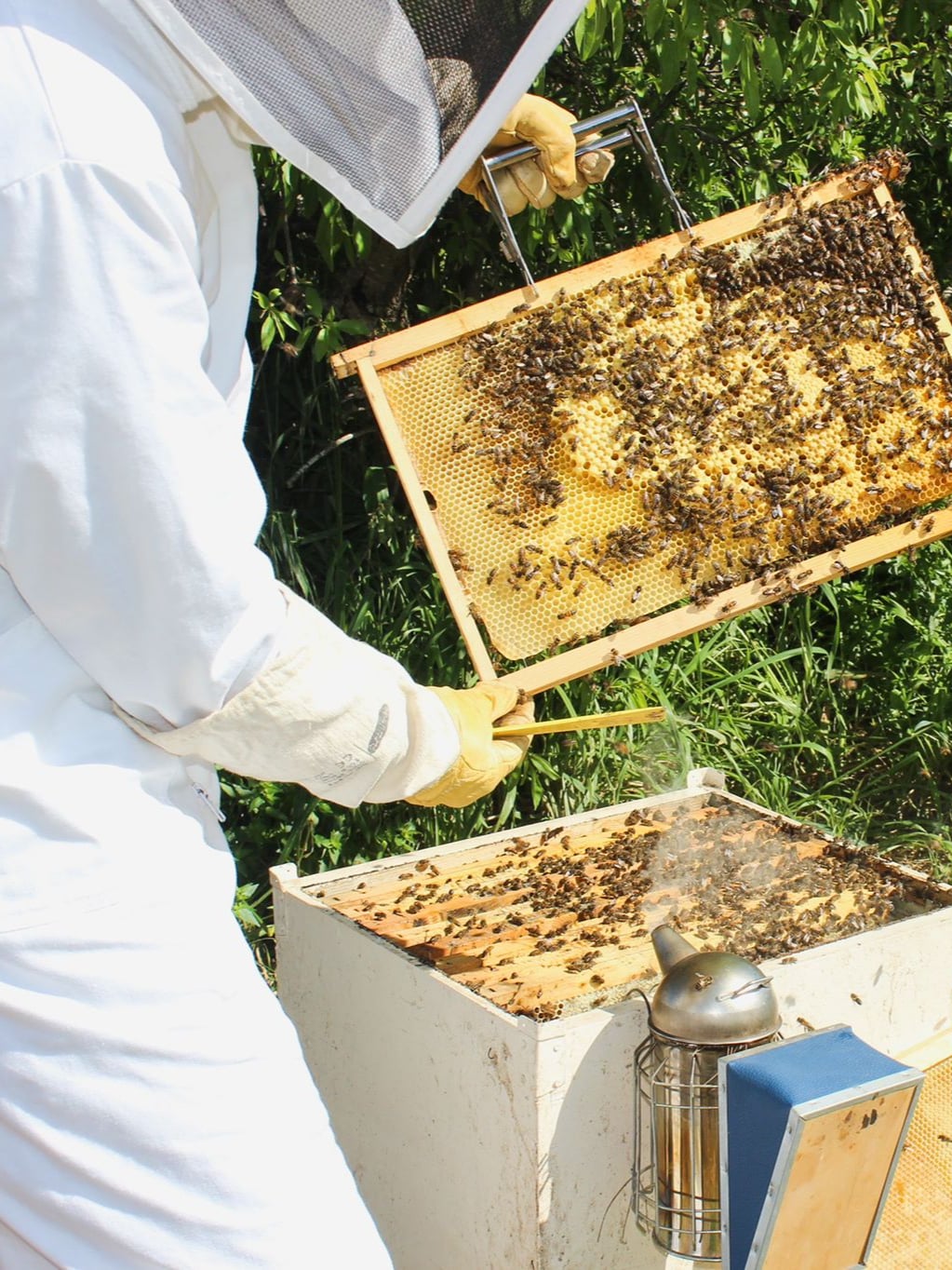 Explore beekeeping in Gozo