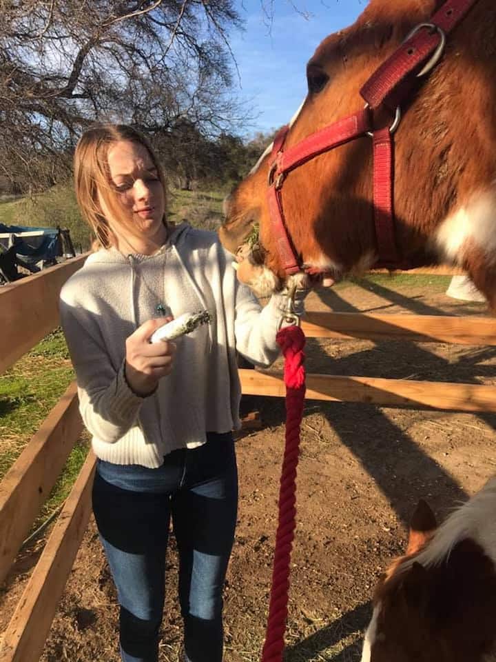 Greet rescued horses and learn their stories