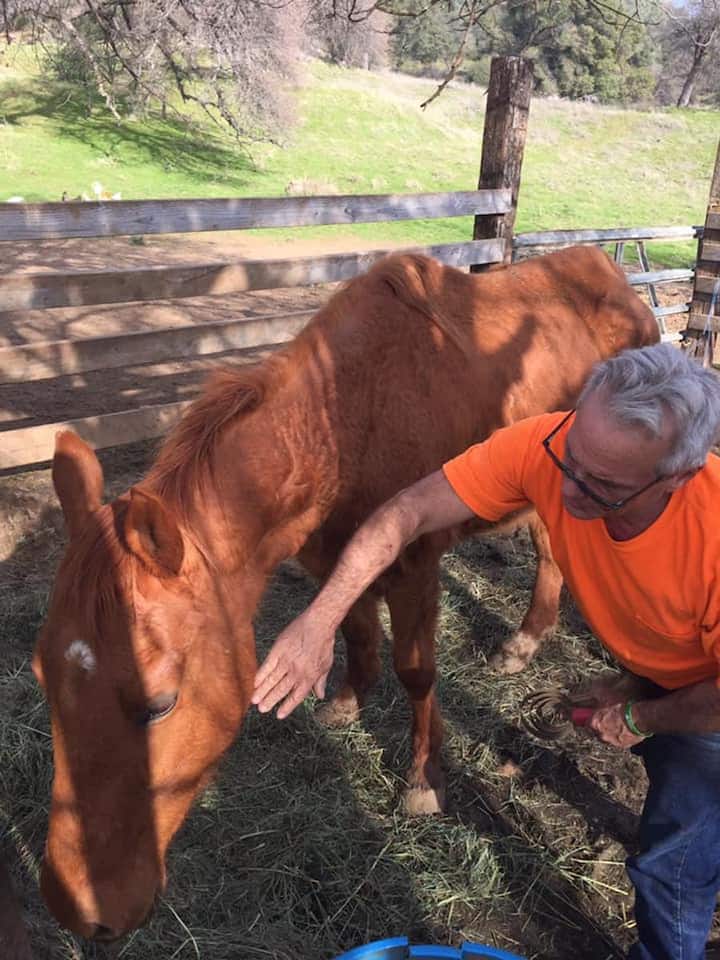 Greet rescued horses and learn their stories