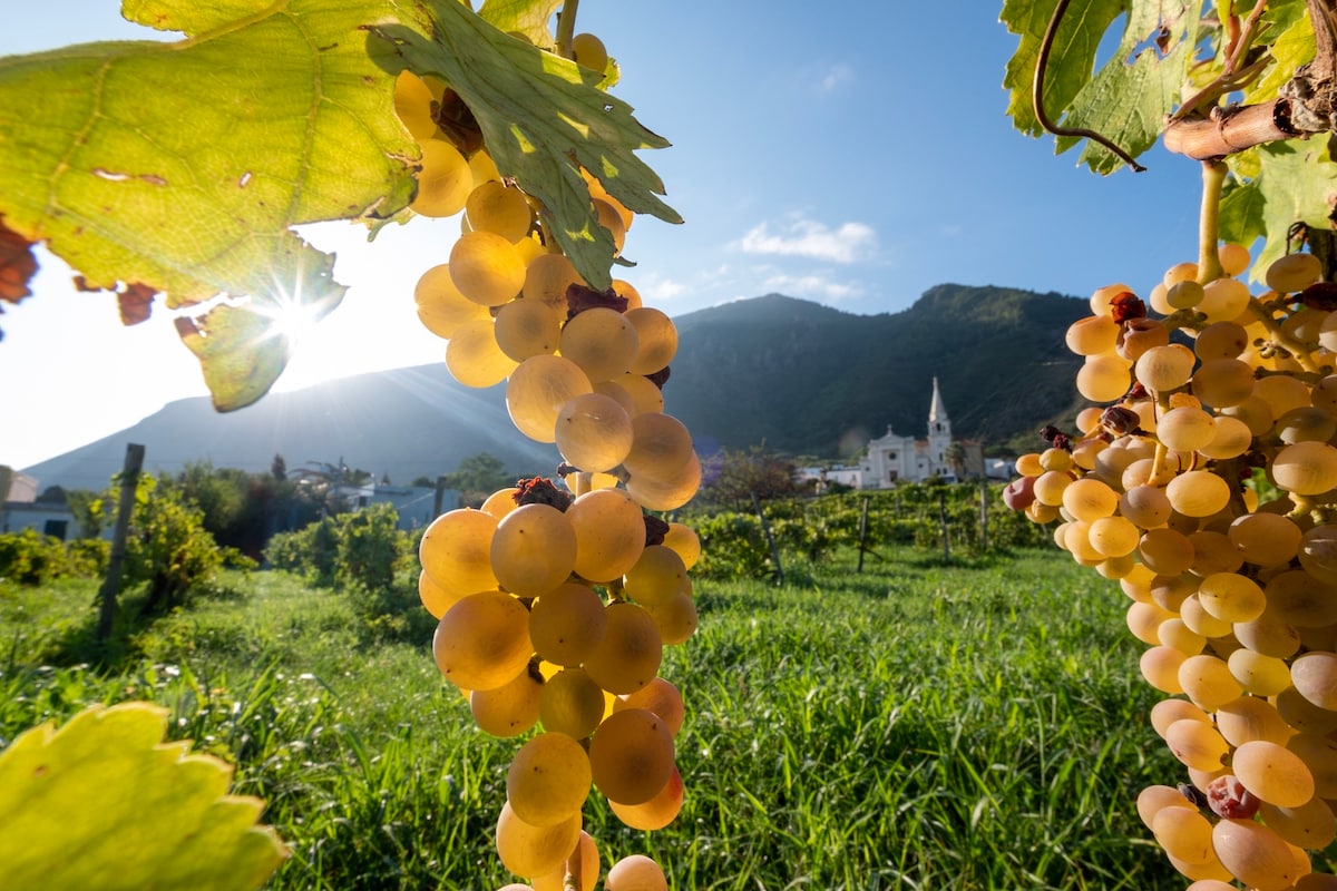 Trekking in the vineyards with tasting