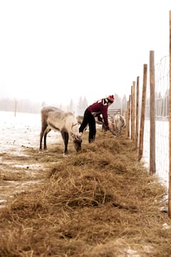 与当地人一起在雪林中喂养驯鹿