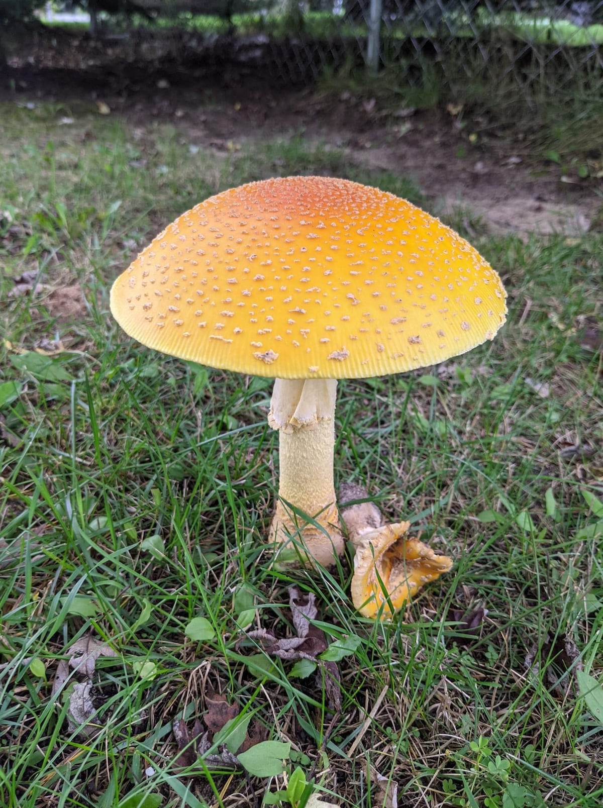 Wild Mushroom Foraging Treasure Hunt