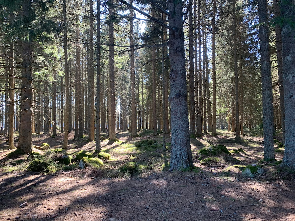 Ride through picturesque forests