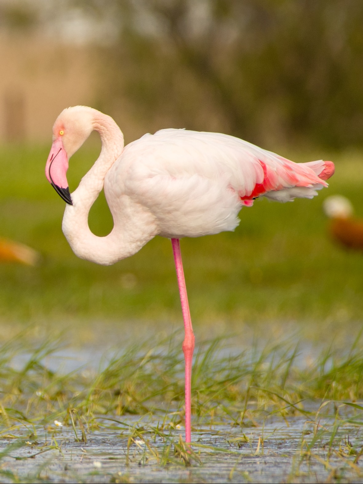 Birdwatching, Herping and Wildlife Photography