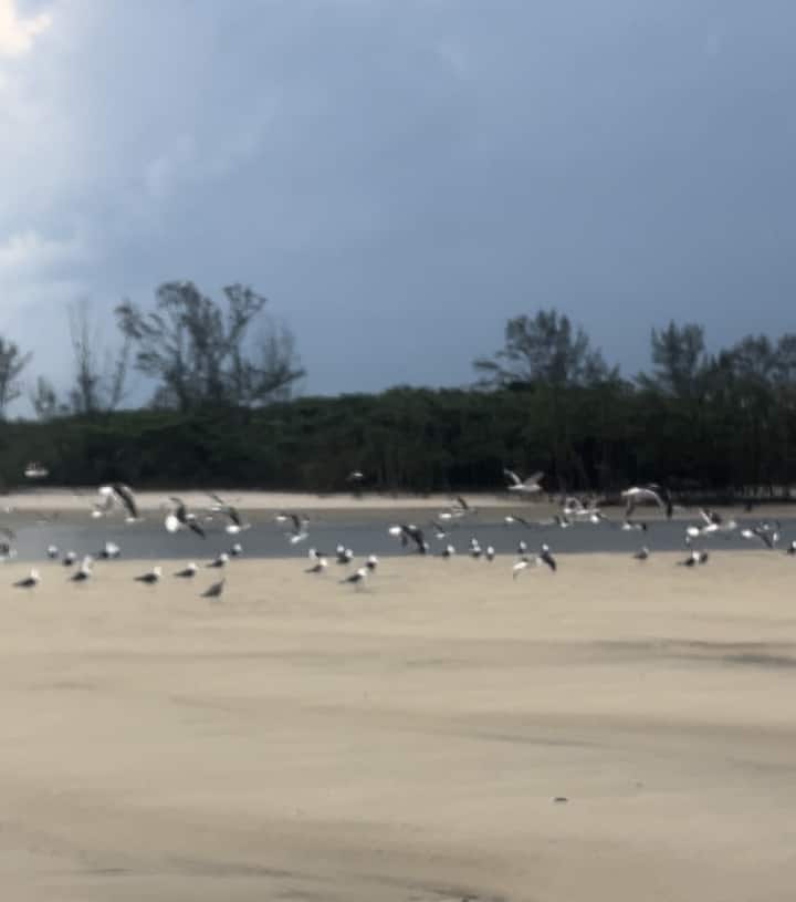 Гребане на падълборд сред мангрови и дивата природа на Рио