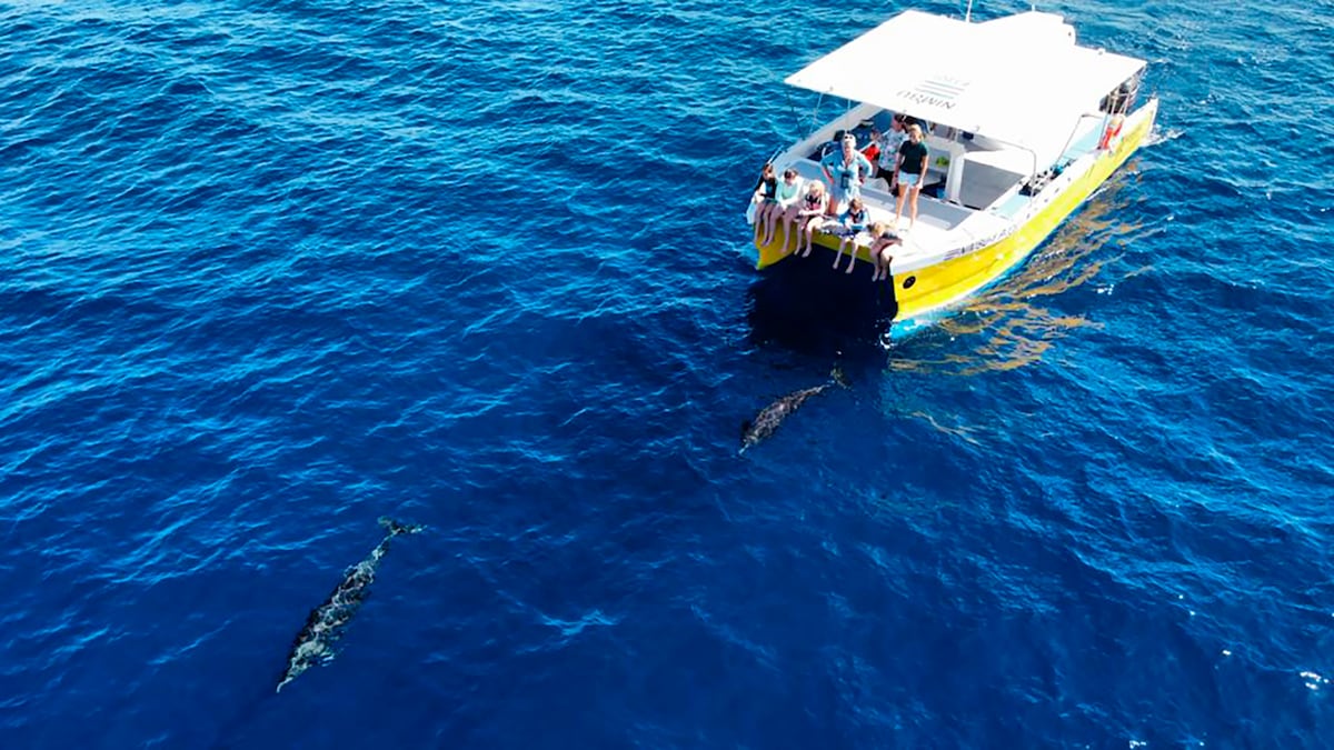 Watch dolphins and snorkel at Samara Beach