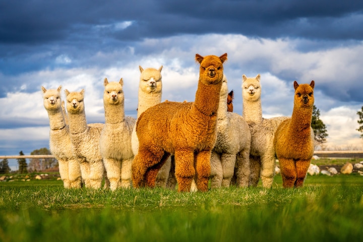 Picnic With Alpacas on a Working Alpaca Farm · ☆4.98