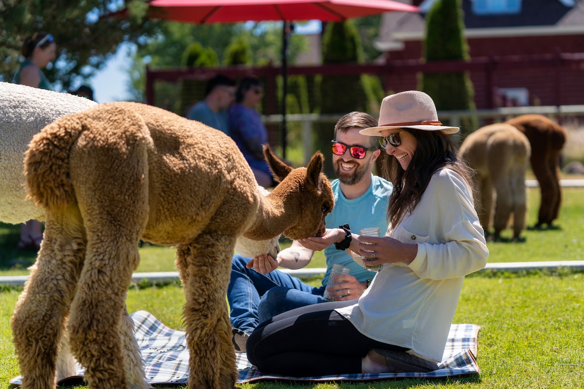 Picnic With Alpacas on a Working Alpaca Farm