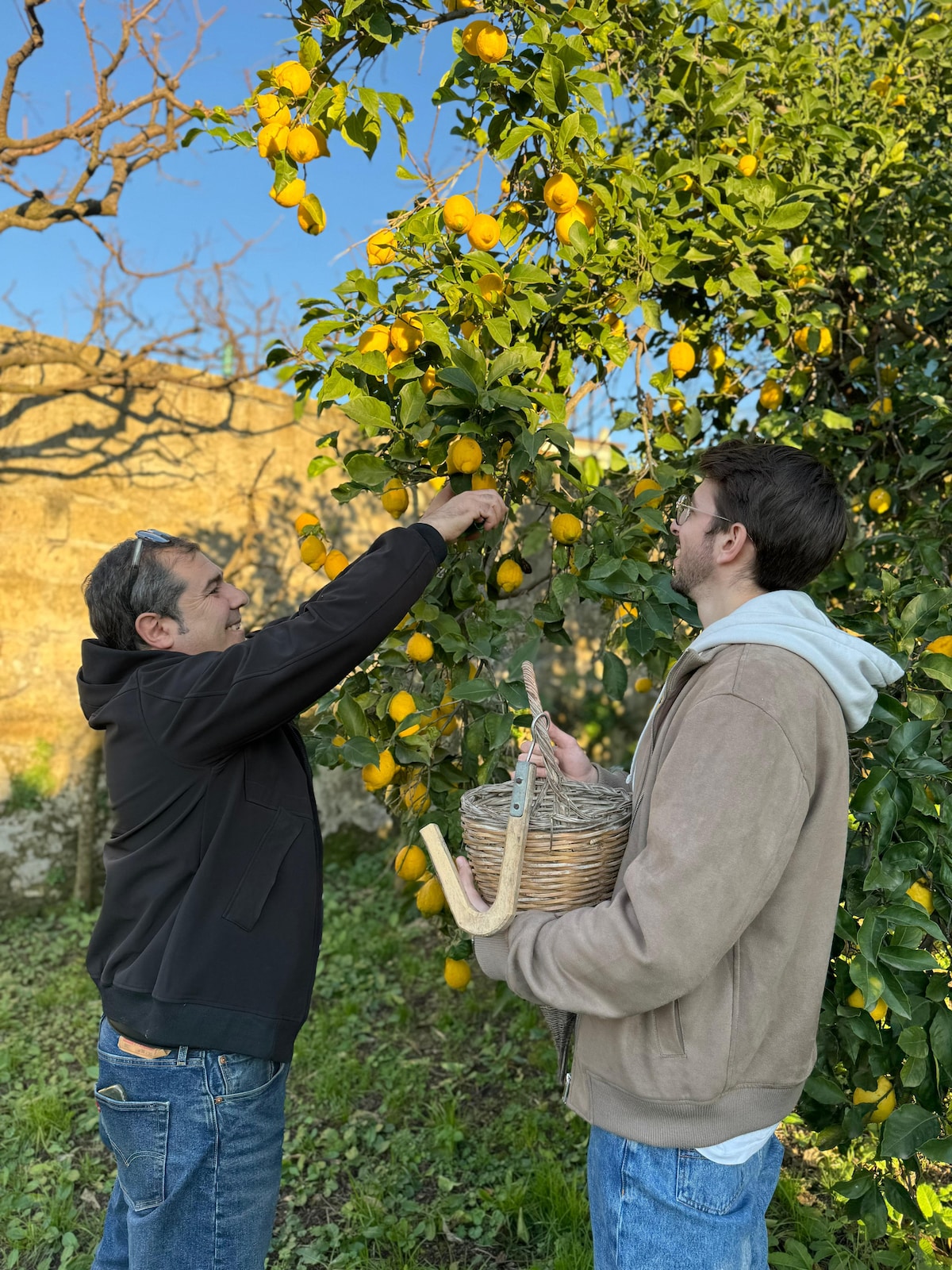 Sorrento Lemon Picking and Limoncello Tasting