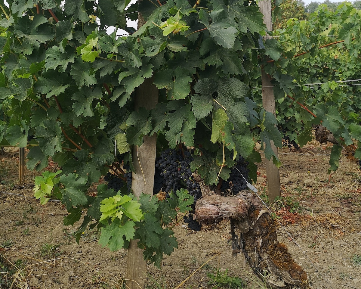 Half-day Saint-Emilion wine tour from Bordeaux