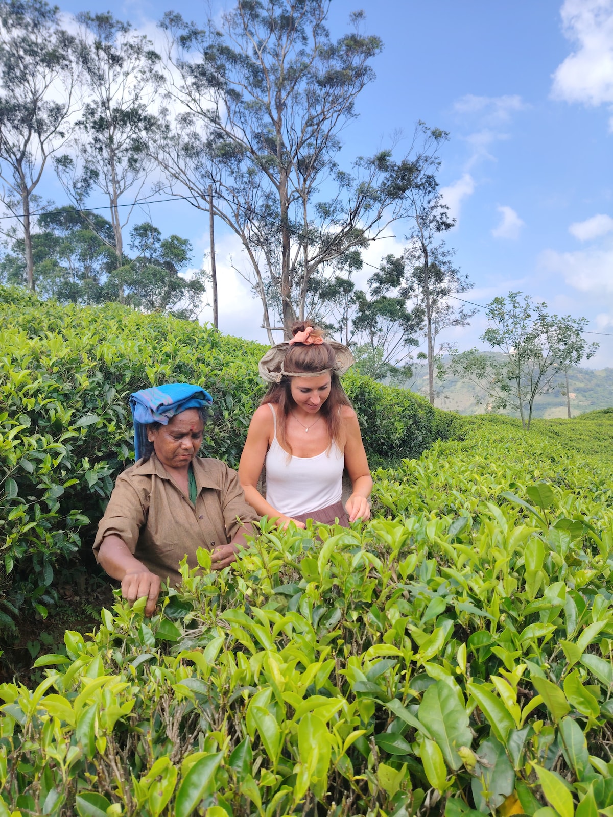Tea Plantation & Factory Tour, art of Ceylon tea