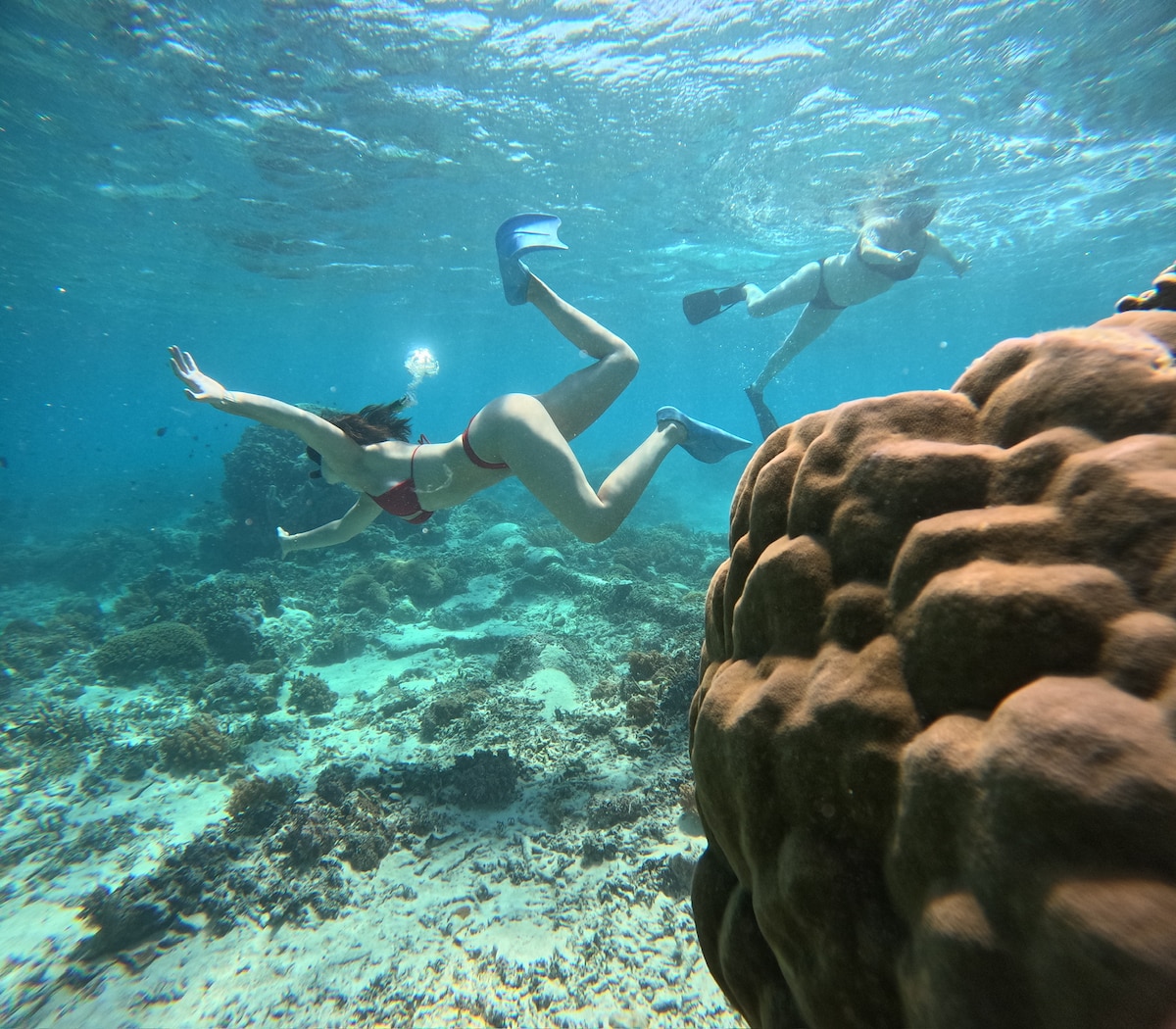 Swim with whale sharks
