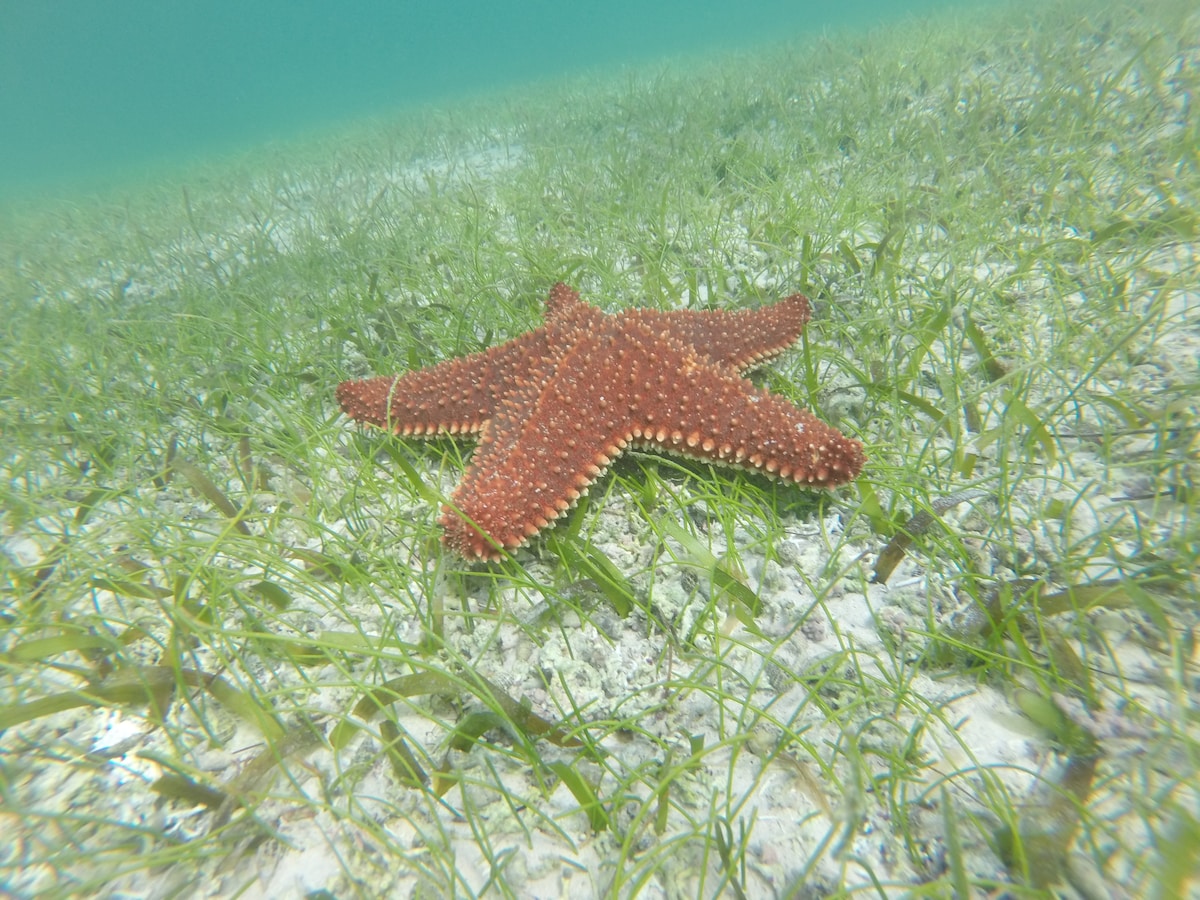Swimming with turtles in Akumal