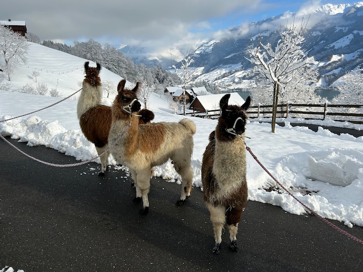 Llama and alpaca walks · ☆5.0